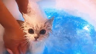 🤣Cute And Funny Cats 😺 Dogs 🐶 Videos Compilation Best Moment of the Animals # 4 - CuteAnimalShare by CuteAnimalShare 3,812 views 5 years ago 8 minutes, 13 seconds