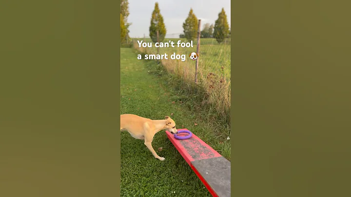 You can't fool a smart dog  #whippet #dog