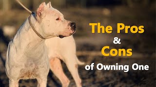 Dogo Argentino: The Pros & Cons of Owning One by Dogmal 837 views 2 months ago 4 minutes, 57 seconds