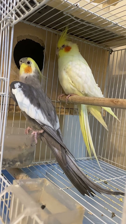 تغريد وتصفير ذكر الكروان للأنثى يحفزها للتزاوج #ببغاء #yearofyou #parrot #كوكتيل #كروان #تحفيز