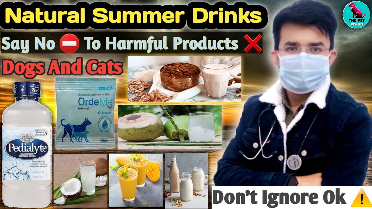 गर्मियों मे रखें Dog को Healthy 💪 Natural Summer Drinks For Dogs