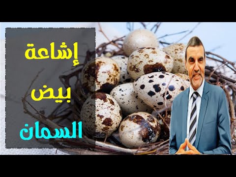 بيض السمان و علاقته بالكولسترول هل هي حقيقية أم إشاعة مع الدكتور محمد الفايد