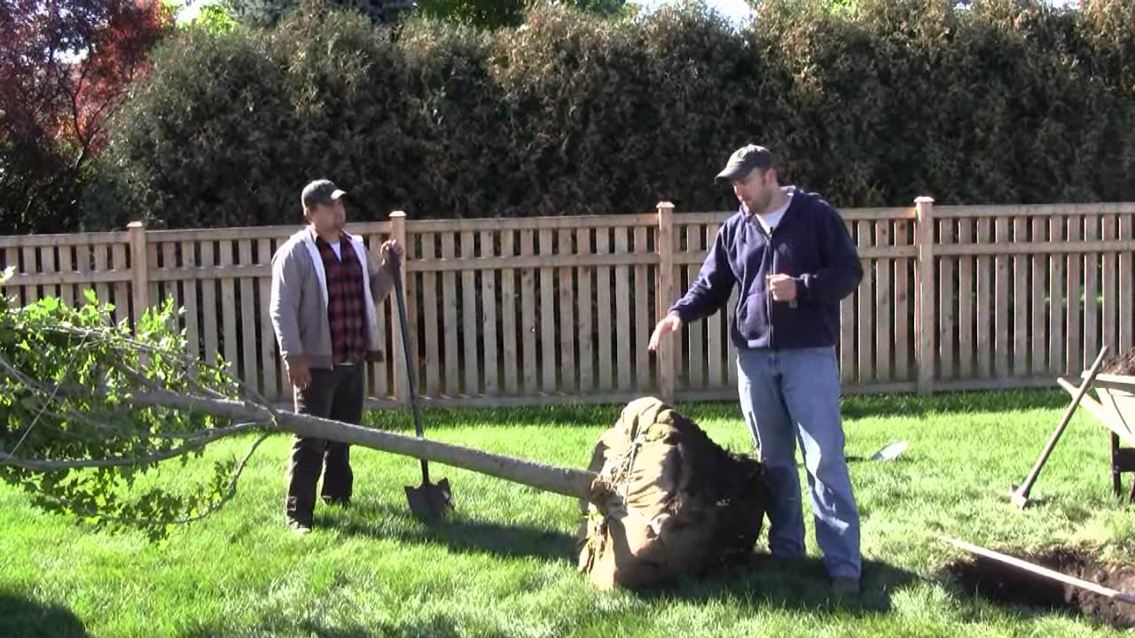iTrees.com Tree Planting - YouTube