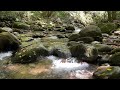 Whispering Waters: A Bubbling Stream in the Smoky Mountains