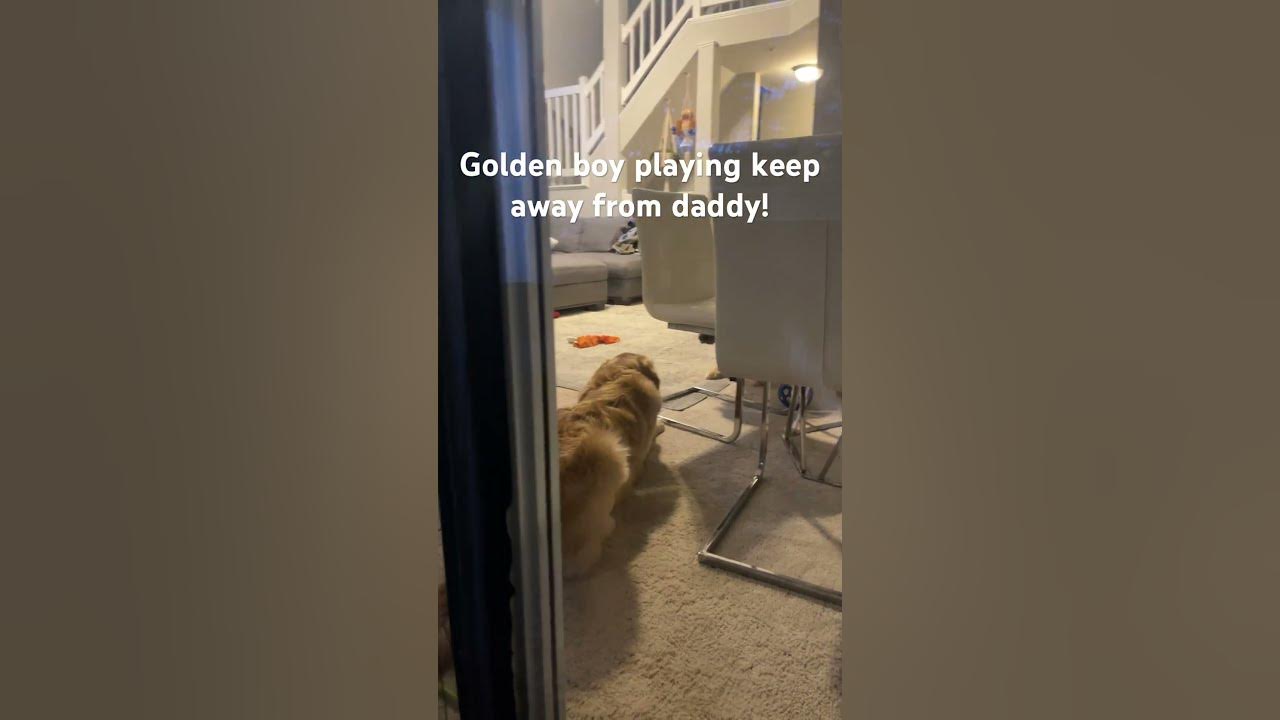 Golden puppy playing keep away from daddy! YouTube