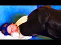 Baby and Dog are Best Friends - Funny Baby and Pets Video