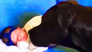 Baby and Dog are Best Friends - Funny Baby and Pets Video