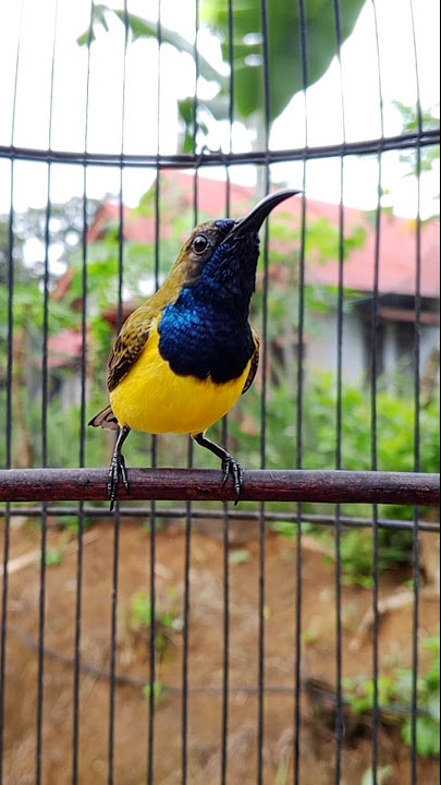 Suara cuit cuit burung sogon suara pikat sogon #sogonnembakpanjang #pancingansogokotong #birds