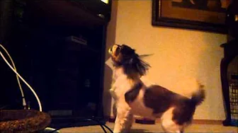 Dog Doesn't Like T.V. Show