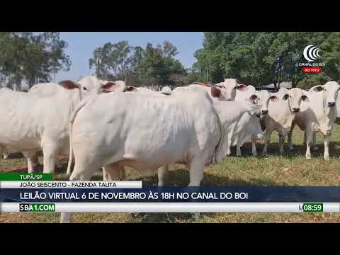 Leilão Virtual João Seiscento Fazenda Talita oferta touros e novilhas dia 6 de novembro