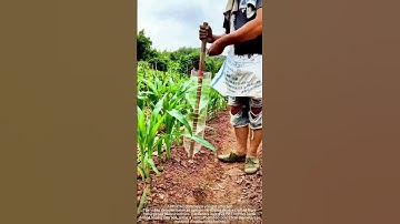 Share the process of using a plastic bottle fertilizer applicator