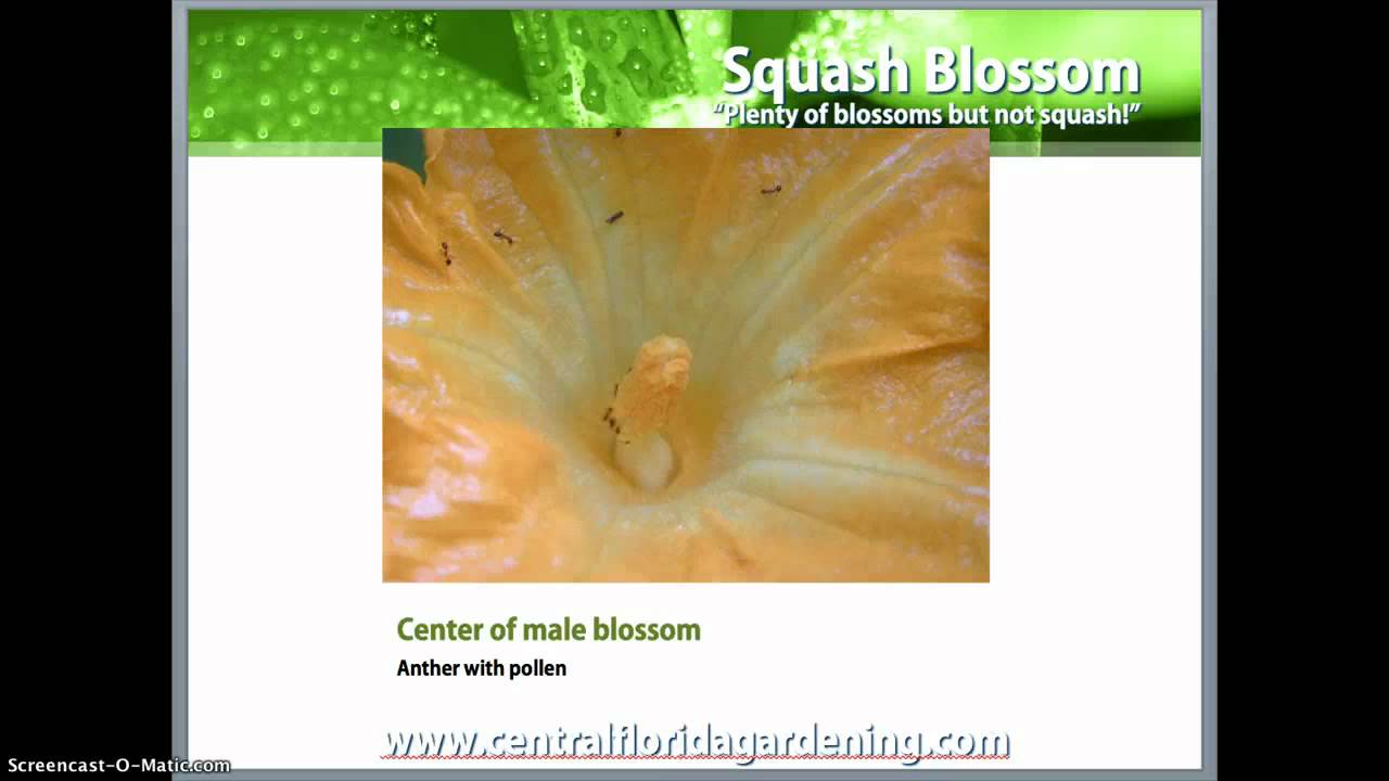 Flowers but no fruit on squash YouTube