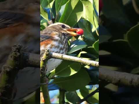 سمن الأحمر سمن المصري Natureandhisbeautifulthings