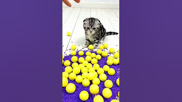 Funny Cat Winstion ❤🐱🌈 Beads Satisfying Reverse Video