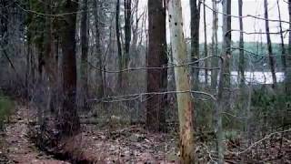 Download Taiga Biome Video MP3 Taiga Biome