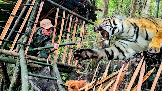 Save a dog attacked by a tiger make a hiding place, made of bamboo, survive alone, survival instinct