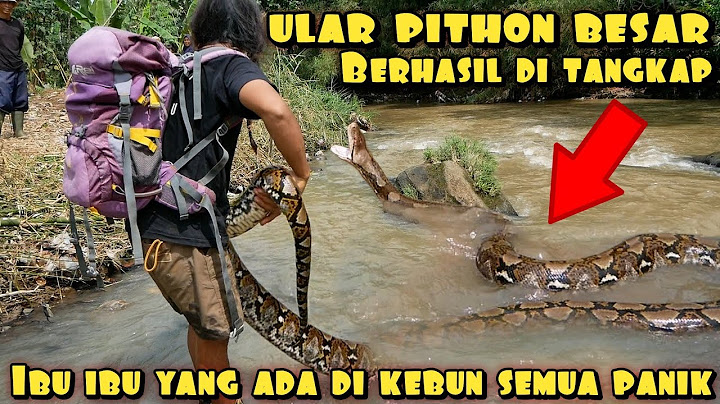 RAJA ULAR PITHON BESAR BERHASIL DI TANGKAP