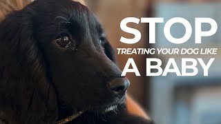 Stop Treating Your Dog Like A Baby | The Dog Therapist by The Dog Therapist 1,703 views 1 month ago 14 minutes, 40 seconds