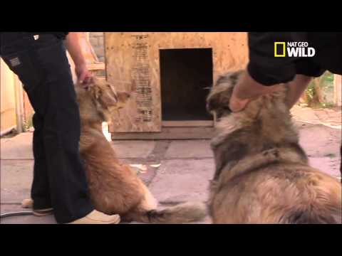 Vidéo: La différence entre les combats de chiens et les combats de jeux