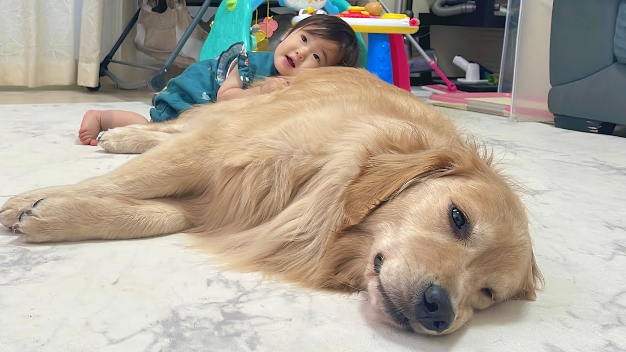 1歳児から何度も愛情表現を受けるゴールデンレトリバーとそれを受け入れる寛大な心の持ち主のゴールデンレトリバー