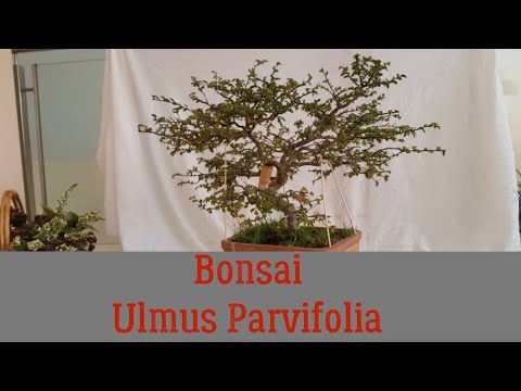 Chinese Elm Bonsai,