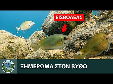 Ψάρια στα Ρηχά