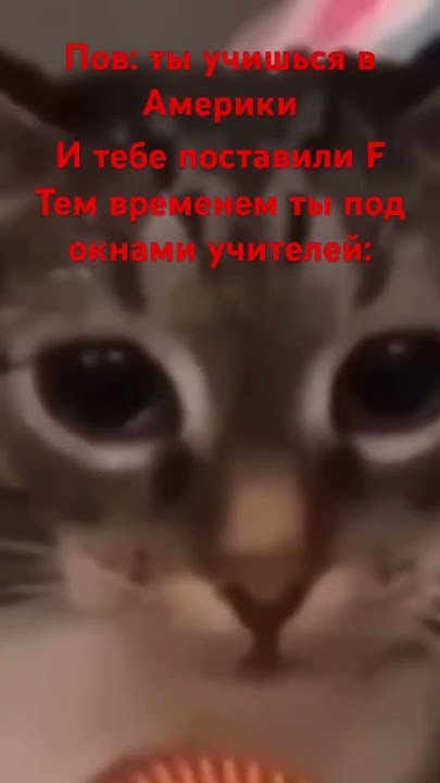Мем с котом раша раша Пов: почти каждый кот #warthunder #russia #глебас #остаппарфенов #рее #мем #реко