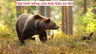 Khám phá thế giới I Loài Gấu to lớn và tập tính sống của chúng