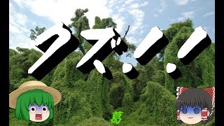 【ゆっくり植物解説】最強のグリーンモンスター　クズ