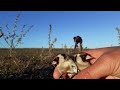 صيد طائر الحسون المهاجر من🇪🇦الى🇲🇦بالدبق HD 2021/12/3 Goldfinch hunting in Morocc