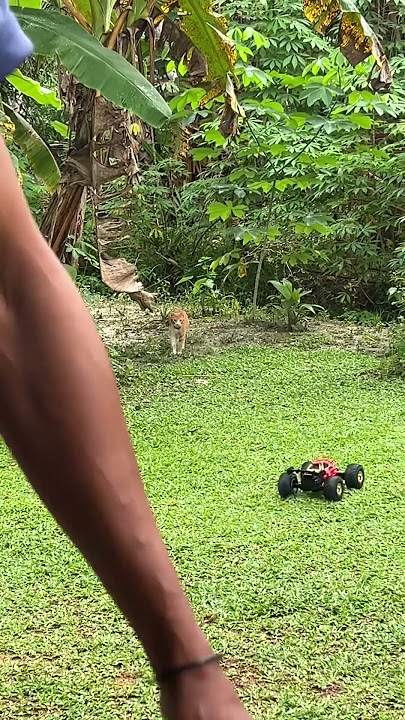 ngerjain si oyen 😁 #cat #catlovers