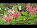 মাধুরীলতায় ঘেরা রঙ মিস্ত্রির সকালটা...