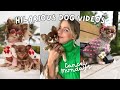 Tiny dogs funniests hysterical  part 3 2023