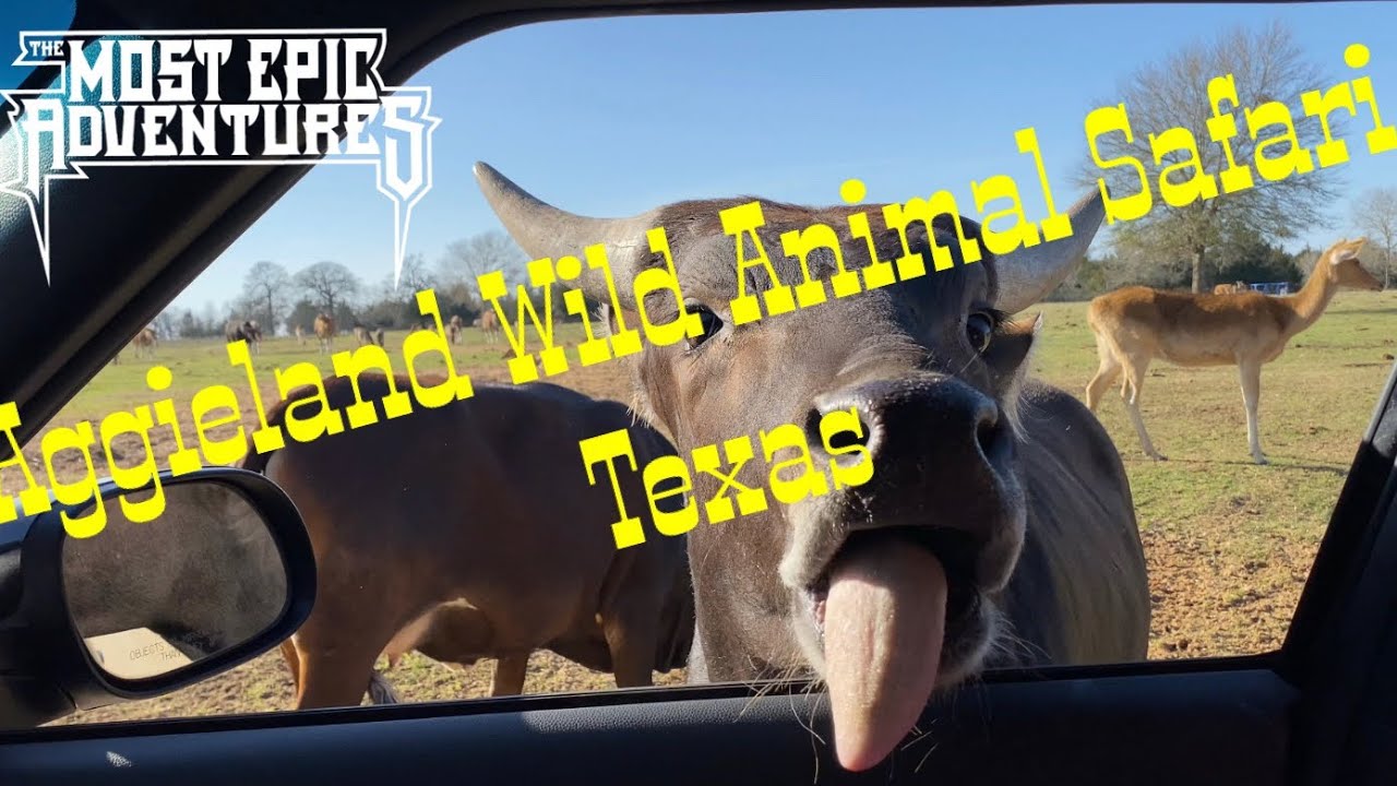 Aggieland Wild Animal Safari, Texas 03102022 safari animals nature