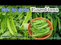 How to grow winged bean from seeds till harvest at home / Growing Winged Bean Plant by NY SOKHOM