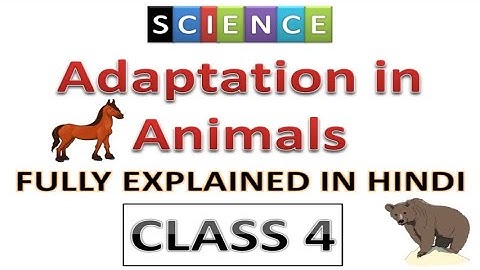 Adaptation in animal class 4 | fully explained in hindi | class 4 | Science class 4 | Evolution book