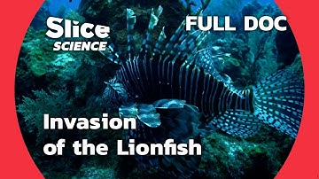 Lionfish: The Deadliest Ocean Invader | SLICE SCIENCE | FULL DOC