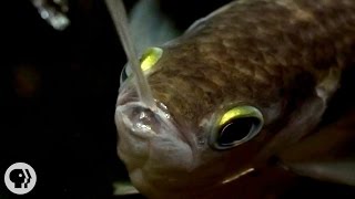 Archerfish Says..."I Spit in Your Face!" | Deep Look