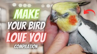 How to Make Your Cockatiel Bird Love You  | Compilation