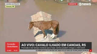 Urgente A Égua Que Ficou Vários Dias Encima Do Telhado Em Canoas Rs É Resgatada Após Ficar