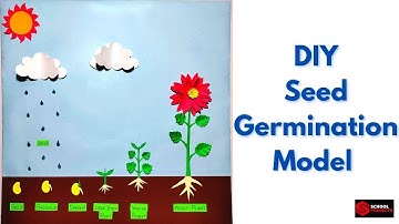 Seed Germination School Project Model | DIY Seed Germination 3D Model for Science Project