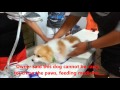 Dog training Singapore - Testing 3 years+ Brownie Pomeranian temperament! 一到两天. 狗儿服从认厕所和好行为训练! Dog training Singapore - Testing 3 years+ Brownie Pomeranian temperament! 一到两天. 狗儿服从认厕所和好行为训练!