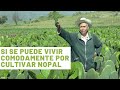 CONSEJOS PARA CORTAR Y PRODUCIR EL NOPAL