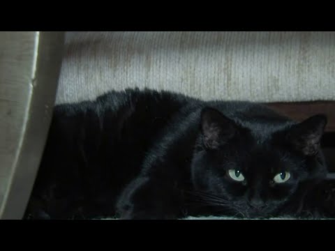 Video: Zeptejte se veterináře na kočky