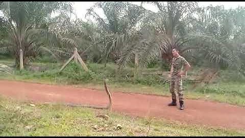 brave army catch king cobra