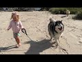 Adorable Little Girl Walks Her Dog On The Beach! (So Cute!!)