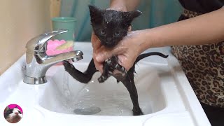 An amazingly adorable first bath for the tiny kitten