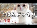 【ドッキリ】大好きなごはんが1粒だけだったときの子猫の反応がこちら...／[Candid camera] Only one kitten's rice