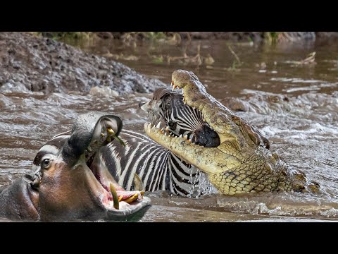 Βίντεο: Ρινόκερος αρπακτικό ή φυτοφάγο; Τι τρώει ένας ρινόκερος;