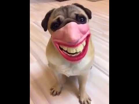 funny-background-music-of-laughing.-(must-watch)